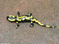 salamandra_salamandra-131103,01