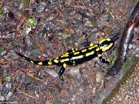 salamandra_salamandra-141104