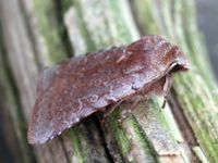 Image oder Bildergebnis f&uuml;r Cerastis rubricosa, Rotbrauen Fr&uuml;hlings-Bodeneule, Eule, Nachtfalter, Imago