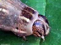 Image oder Bildergebnis f&uuml;r Cerastis rubricosa, Rotbrauen Fr&uuml;hlings-Bodeneule, Raupe, Larve