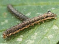 Image oder Bildergebnis f&uuml;r Peridroma saucia, Grassteppen-Bodeneule, Raupe, Larve