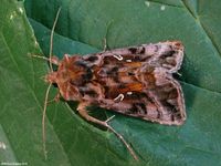 Image oder Bildergebnis f&uuml;r Autographa pulchrina, Ziest-Silbereule