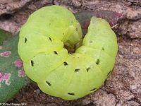 Image oder Bildergebnis f&uuml;r Noctua pronuba, Hausmutter, Raupe, Larve