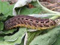 Image oder Bildergebnis f&uuml;r Noctua pronuba, Hausmutter, Raupe, Larve