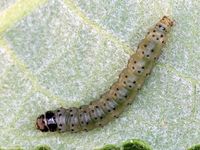 Image oder Bild f&uuml;r Anacampsis populella, Familie Gelechiidae, Palpenmotten, Kleinschmetterling, MIkro, Raupe, Larve