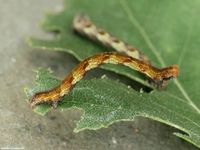 Image oder Bild f&uuml;r Cyclophora albipunctata, Birken-G&uuml;rtelpuppenspanner, Raupe, LarveImage oder Bild f&uuml;r Cyclophora albipunctata, Birken-G&uuml;rtelpuppenspanner, Raupe, Larve