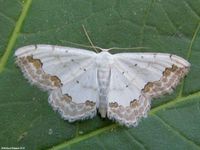 Image oder Bild f&uuml;r Scopula ornata, Schmuck-Kleinspanner, Spanner, Nachtfalter, Imago