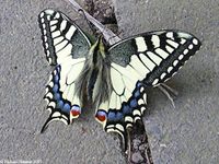 papilio_machaon-1