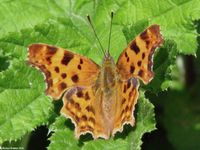 polygonia_c_album-4