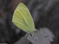 pieris_rapae-8