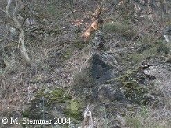 Foto Leila, Bayrischer Gebirgsschweisshund, Bayrische Brake