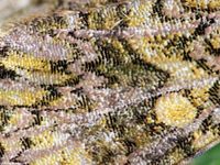 Image Bildergebnis f&uuml;r Craniophora ligustri, Ligustereule
