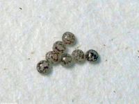 Image oder Bildergebnis f&uuml;r Herminia tarsipennalis, Spannereule, Eier