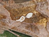 image oder Bildergebnis f&uuml;r Chrysodeixis chalcites, Kupfer-Goldeule