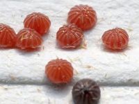 Image oder Bildergebnis f&uuml;r Tiliacea aurago, Rotbuchen-Gelbeule, Eier, Gelege