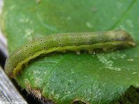 Image oder Bildergebnis f&uuml;r Lacanobia oleracea, Gem&uuml;seeule, Raupe, Larve