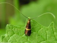 Image oder Bild f&uuml;r Adela croesella, Liguster-Langhornfalter, Langhornmotte, Kleinschmetterling, Microlepidoptera