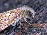 Image oder Bild f&uuml;r Dyseriocrania subpurpurella, Eriocraniidae, Kleinschmetterling, Microlepidoptera
