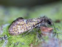 Image oder Bild f&uuml;r Dyseriocrania subpurpurella, Eriocraniidae, Kleinschmetterling, Microlepidoptera