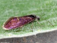 Image oder Bild f&uuml;r Eriocrania semipurpurella oder sangii, Eriocraiidae, Kleinschmetterling, MIcrolepidoptera