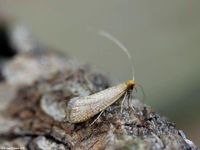 Image oder Bild f&uuml;r Nematopogon adansoniella, Langhornmotte, Kleinschmetterling, Mikro, Imago