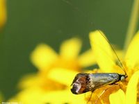 Image oder Bild f&uuml;r Nemophora dumerilella, Goldglanz-Langhornfalter, Langhornmotte, Kleinschmetterling, Microlepidoptera