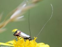 Image oder Bild f&uuml;r Nemophora dumerilella, Goldglanz-Langhornfalter, Langhornmotte, Kleinschmetterling, Microlepidoptera