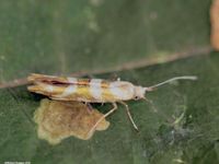 Image oder Bild f&uuml;r Argyresthia goedartella, Argyresthiidae, Knospenmotte, Nachtfalter, Mikro, Imago