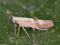Image oder Bild f&uuml;r Argyresthia pruniella, Argyresthiidae, Knospenmotte, Nachtfalter, Mikro, Imago