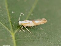 Image oder Bild f&uuml;r Argyresthia pruniella, Argyresthiidae, Knospenmotte, Nachtfalter, Mikro, Imago