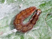 Image oder Bild f&uuml;r Paraswammerdamia nebulella, Yponomeutidae, Gespinstmotte, Nachtfalter, Mikro, Raupe, Larve