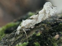Image oder Bild f&uuml;r Ypsolopha asperella, Ypsolophidae, Nachtfalter, Mikro, Imago