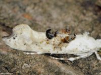 Image oder Bild f&uuml;r Ypsolopha asperella, Ypsolophidae, Nachtfalter, Mikro, Imago