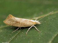 Image oder Bild f&uuml;r Ypsolopha lucella, Ypsolophidae, Nachtfalter, Mikro, Imago