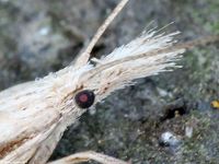 Image oder Bild f&uuml;r Ypsolopha mucronella, Ypsolophidae, Nachtfalter, Mikro, Imago