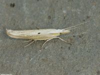 Image oder Bild f&uuml;r Ypsolopha nemorella, Ypsolophidae, Nachtfalter, Mikro, Imago