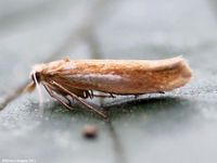 Image oder Bild f&uuml;r Ypsolopha parenthesella, Ypsolophidae, Nachtfalter, Mikro, Imago