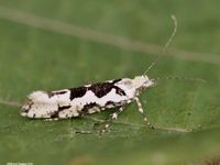 Image oder Bild f&uuml;r Ypsolopha sequella, Ypsolophidae, Nachtfalter, Mikro, Imago