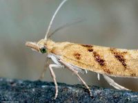 Image oder Bild f&uuml;r Ypsolopha sylvella, Ypsolophidae, Nachtfalter, Mikro, Imago