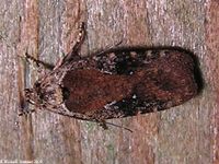 Image oder Bild f&uuml;r Agonopterix purpurea, Depressariidae, Plattleibfalter, Flachleibmotte, Mikro, Imago