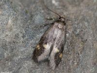 Image oder Bild f&uuml;r Borkhausenia minutella, Oecophoridae, Faulholzmotten, Kleinschmetterling, Mikro, Falter, Imago