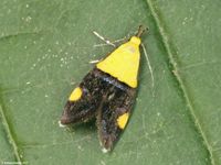 Image oder Bild f&uuml;r Oecophora bractella, Oecophoridae, Faulholzmotten, Kleinschmetterling, Mikro, Falter, Imago