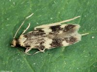 Image oder Bild f&uuml;r Oegoconia deauratella, Familie Autostichidae, Mikro, Kleinschmetterling, Falter, Imago
