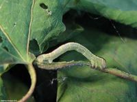 Image oder Bild f&uuml;r Stegania trimaculata, Dreifleck-Pappelspanner, Raupe, Larve