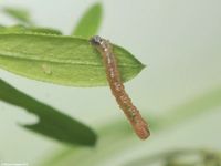 Image oder Bild f&uuml;r Colostygia pectinataria, Prachtgr&uuml;ner Bindenspanner, Raupe, Larve