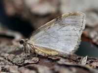 Image oder Bild f&uuml;r Epirrita species, Herbstspanner, Spanner, Nachtfalter, Imago