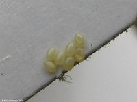 Image oder Bild f&uuml;r Euphyia biangulata, Zweizahn-Winkelspanner, Eier, Gelege