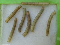 Image oder Bild f&uuml;r Euphyia biangulata, Zweizahn-Winkelspanner, Raupe, Larve