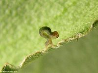 Image oder Bild f&uuml;r Euphyia biangulata, Zweizahn-Winkelspanner, Raupe, Larve
