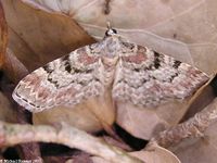 Image oder Bild f&uuml;r Eupithecia abietaria, Fichtenzapfen-Bl&uuml;tenspanner, Spanner, Nachtfalter, Imago